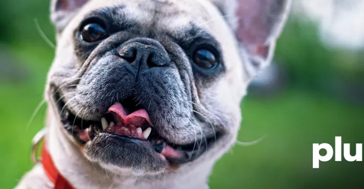 dia-mundial-del-perro