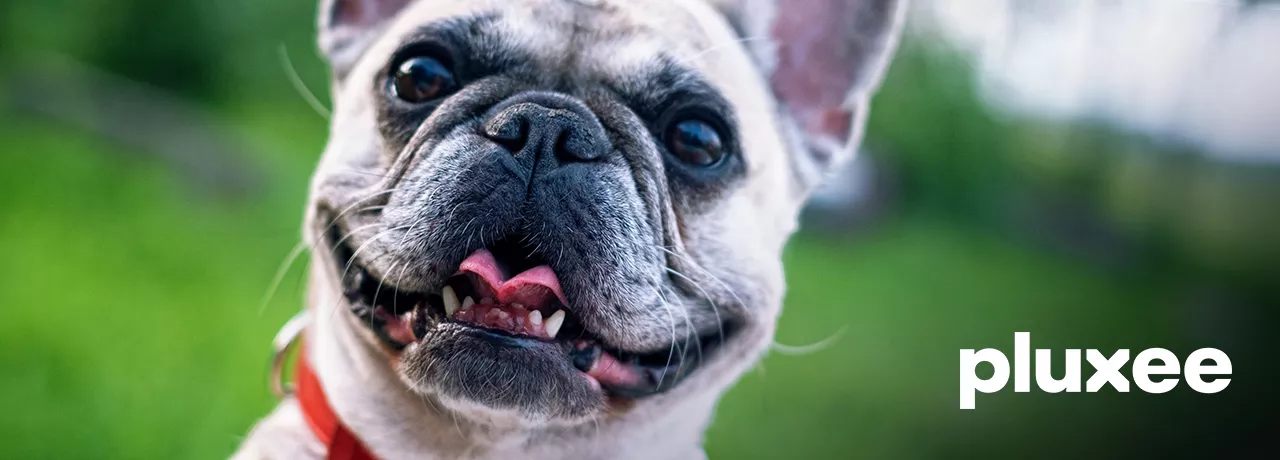 dia-mundial-del-perro