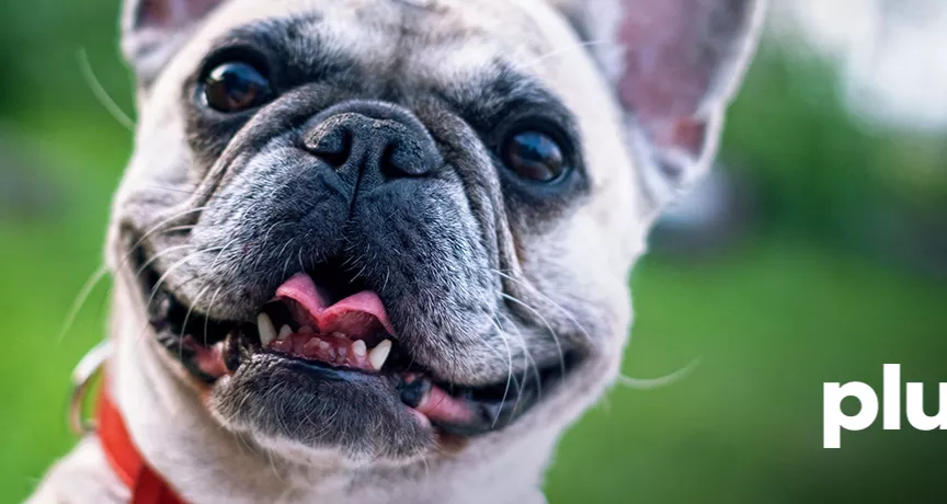 dia-mundial-del-perro