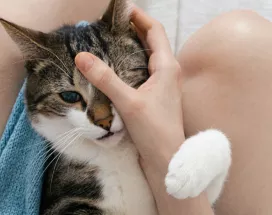 adoptar-una-mascota-para-trabajar-mejor