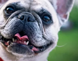 dia-mundial-del-perro
