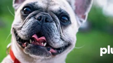 dia-mundial-del-perro